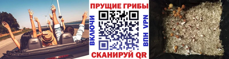 Галлюциногенные грибы Cubensis  Тогучин 